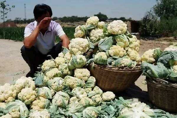 电商主动牵线，吃货爱心助农，受疫情影响的农产品打通了销路