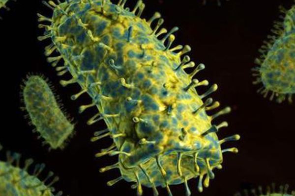 科学家找到抑制狂犬病毒的关键“开关”