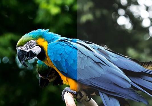 三大独门秘籍加持 夏普实力还原超清“视”界