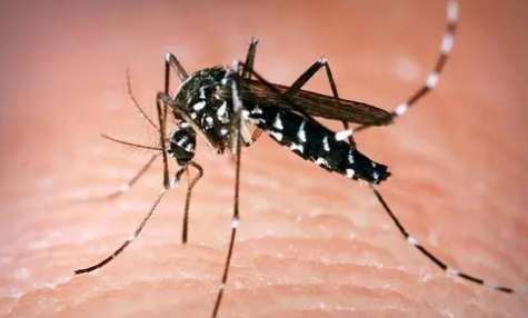 气变或导致亚热带和温带蚊子全年活跃