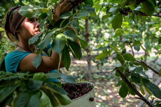 打开手机，远程“掌控”蔬菜大棚里的温湿度调节、卷帘通风