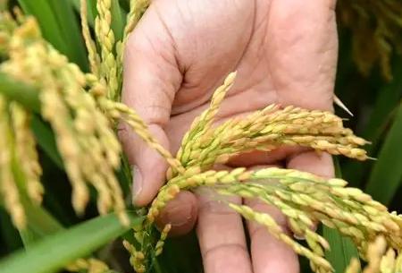 种子是农业的“芯片”种子是农业的“芯片”