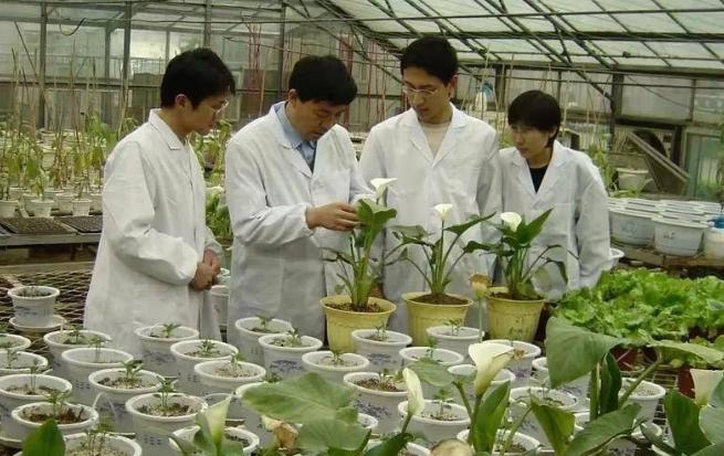 山东农业大学研究成果实现大白菜“择偶”自由