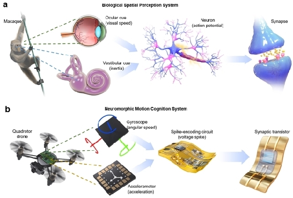 人造神经成功“复制”大脑多感官整合功能