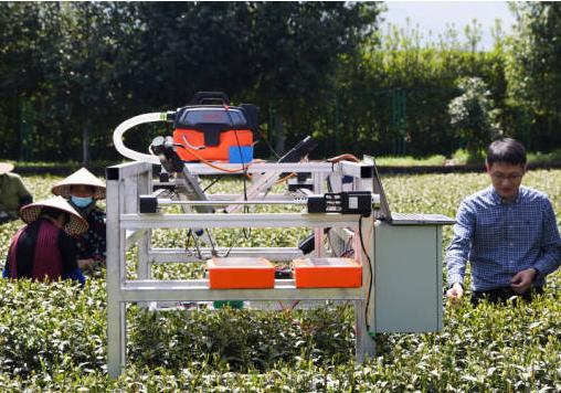 农科院茶叶研究所试验茶园里的机器人采茶