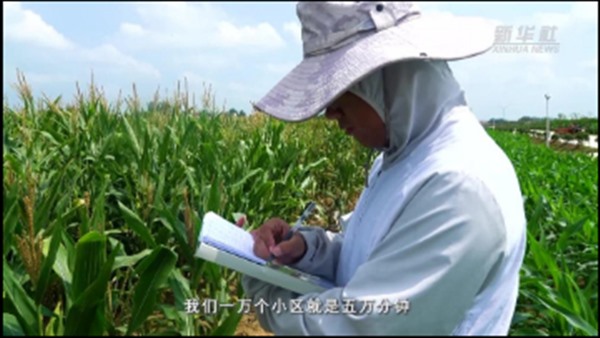 从5万分钟到两个小时 智慧农业实现玉米育种高效探测