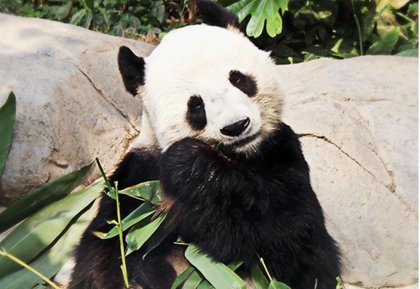 美图秀秀携手设计师用数字影像守护大熊猫 传递保护生物多样性心声