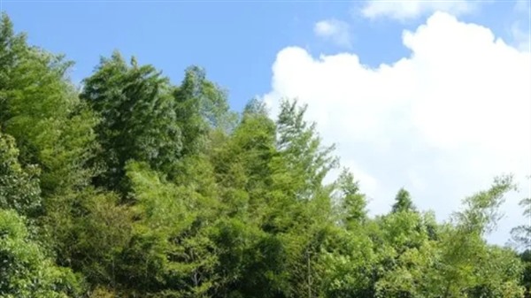 我国力争2025年初步建立“以竹代塑”产业体系