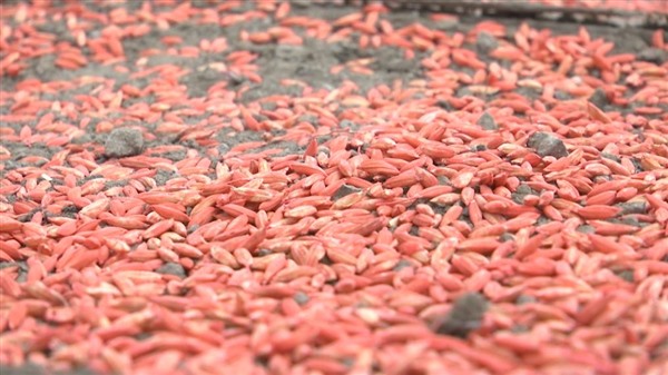 黑龙江：科技赋能 水稻育秧正当时